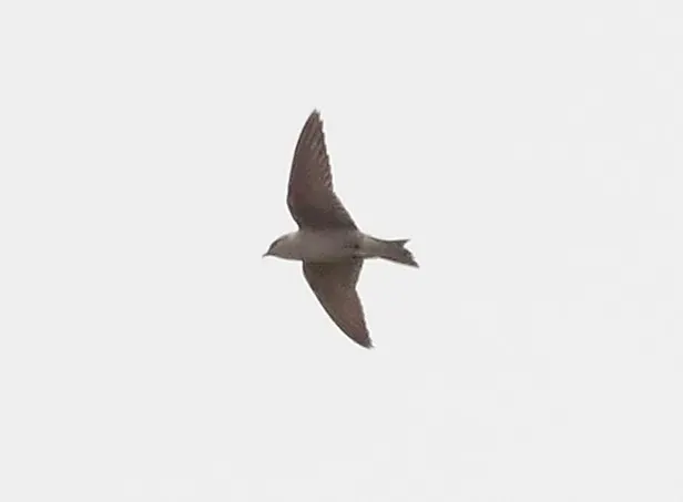 File:Progne murphyi.jpg
