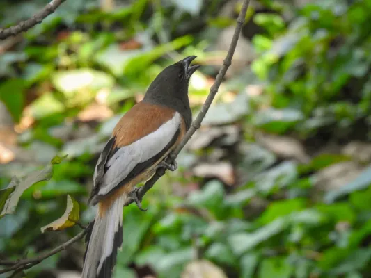 File:Rufous treepie (Dendrocitta vagabunda) 01.jpg