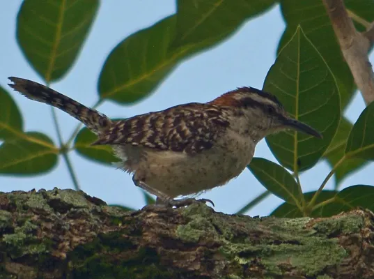 File:Campylorhynchus rufinucha.jpg