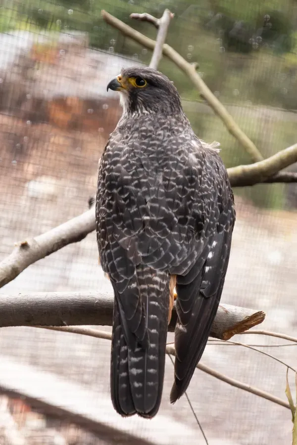 File:Falco novaeseelandiae 01.jpg