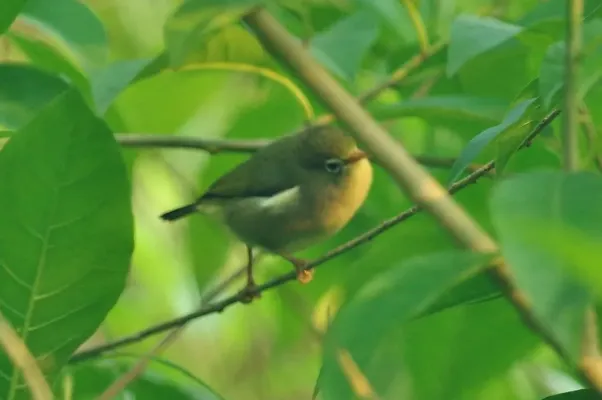 File:Zosterops feae cropped.jpg