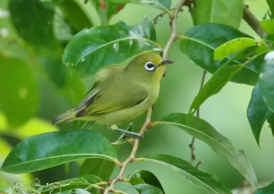 File:Zosterops semperi owstoni cropped.jpg