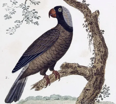 File:Mascarinus mascarinus, L'Histoire Naturelle Des Oiseaux.jpg