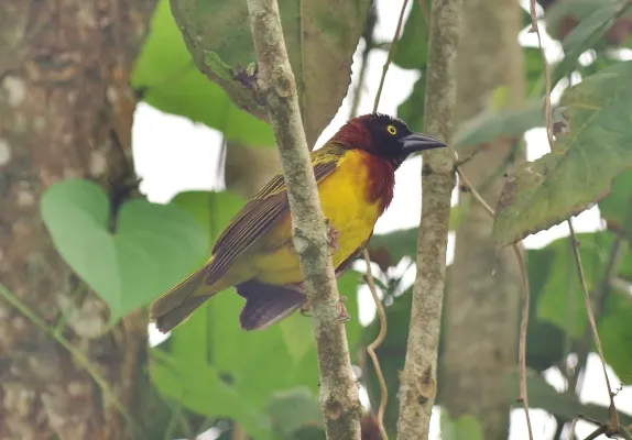 File:Ploceus grandis cropped.jpg