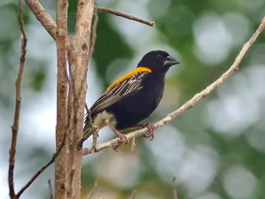 File:Euplectes aureus cropped.jpg