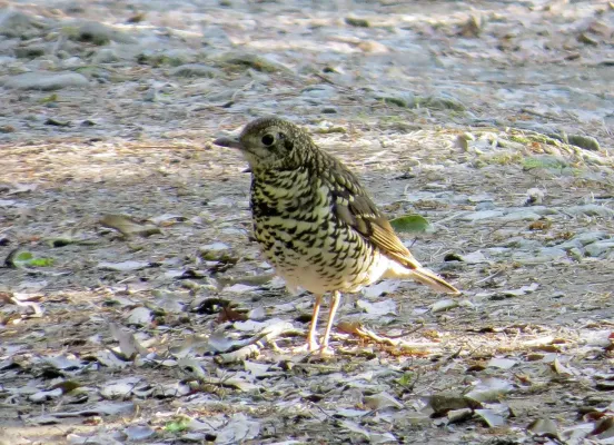 File:Zoothera major cropped.jpg