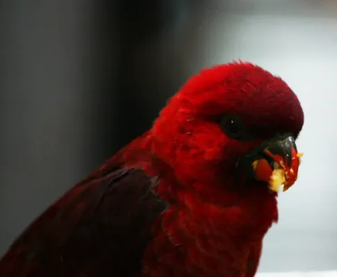 File:Chalcopsitta cardinalis -upper body-8a.jpg
