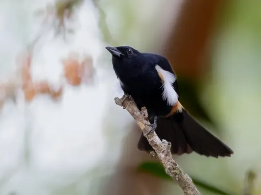 File:Tachyphonus surinamus - Fulvous-crested Tanager (male) ; Ramal do Pau Rosa, Manaus, Amazonas, Brazil.jpg