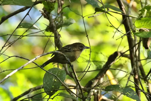 File:Thamnophilus atrinucha 32281082.jpg