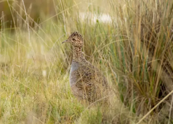 File:Nothoprocta ornata 64778524.jpg