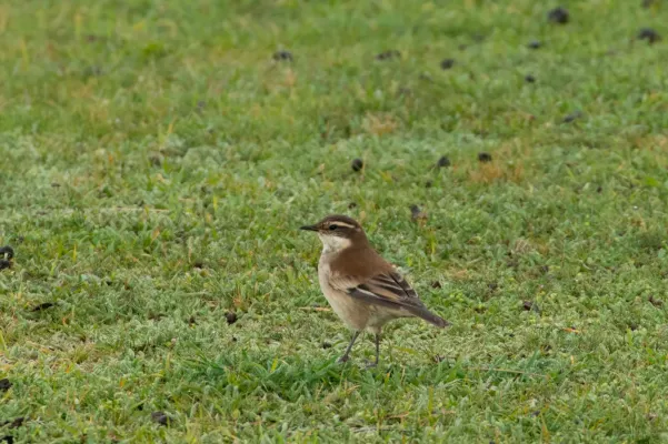 File:Cinclodes albiventris 64762880.jpg