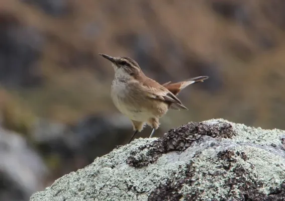 File:Cinclodes albiventris 31084657.jpg