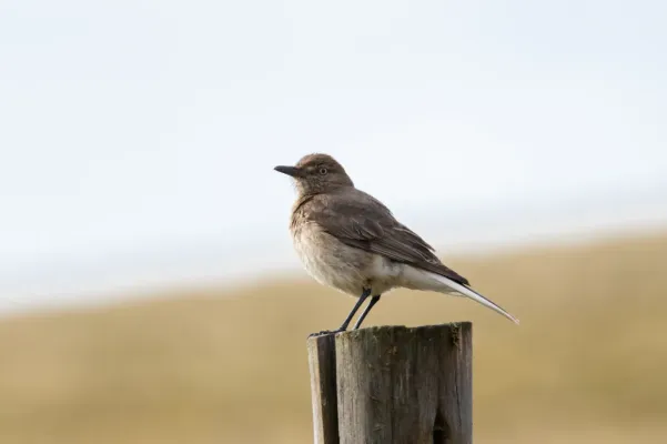 File:Agriornis montanus 64512390.jpg