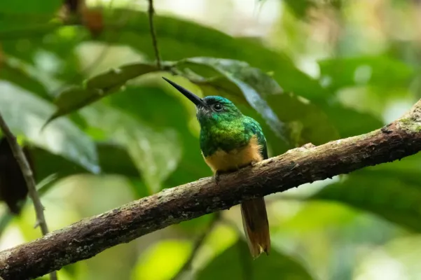 File:Galbula cyanescens 64016237.jpg