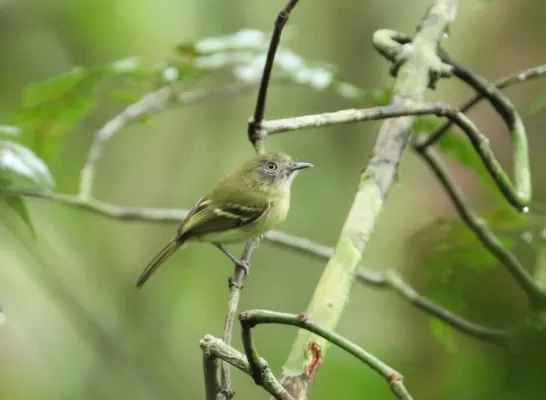 File:Hemitriccus zosterops 64004204.jpg