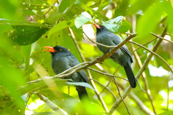 File:Monasa nigrifrons 62876897.jpg