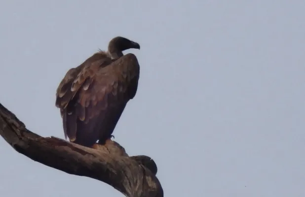 File:Gyps indicus Indian Vulture.jpg