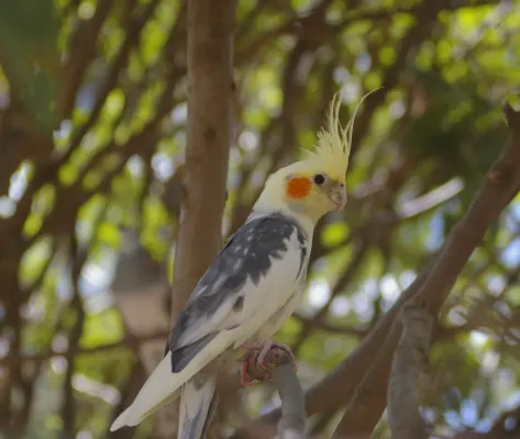 File:Cockatiel (Nymphicus hollandicus) perched in a tree.jpg