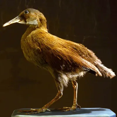 File:Mus Nat Hist Nat 25022013 Gallirallus lafresnayanus 2.jpg