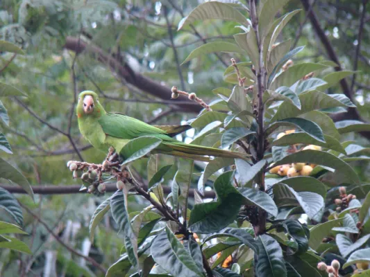 File:Brotogeris chiriri 1.jpg