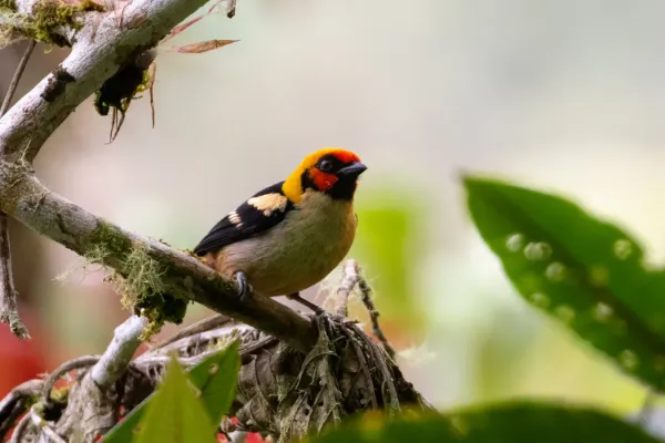 File:Tangara parzudakii 67138727.jpg