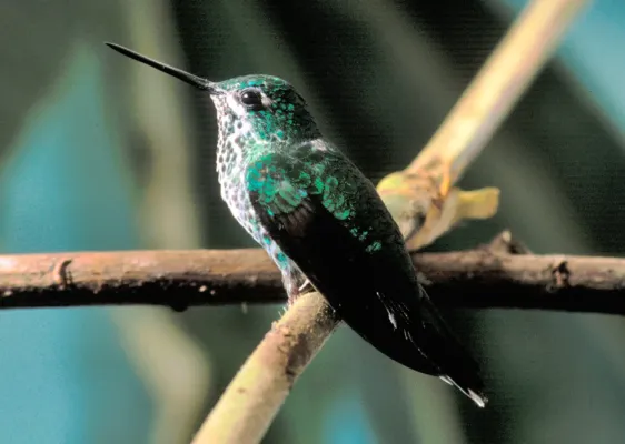 File:Urosticte ruficrissa (edited).jpg