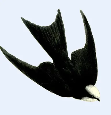 File:PsalidoprocneAlbicepsWolf, colour.jpg