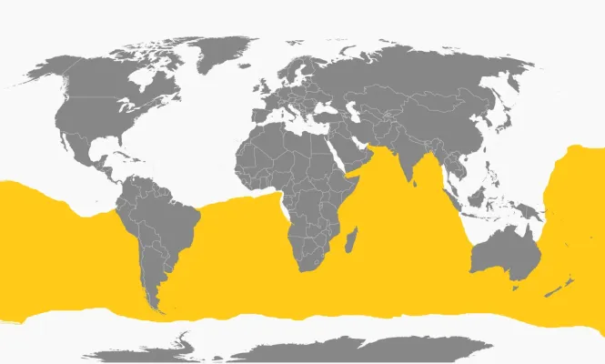 File:Fregetta tropica dist.jpg