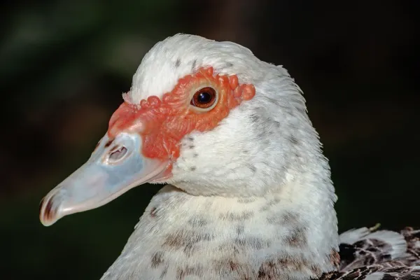 File:Cairina moschata - Funchal 01.jpg
