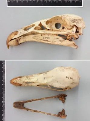 File:Gymnogyps californianus (Shaw, 1798).jpg