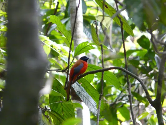 File:Trogon de Duvaucel (Harpactes duvaucelii) Borneo.jpg