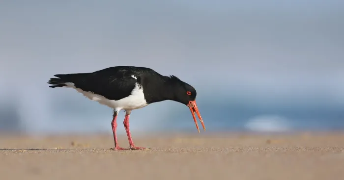 File:Pied Oystercatcher (Haematopus longirostris).jpg