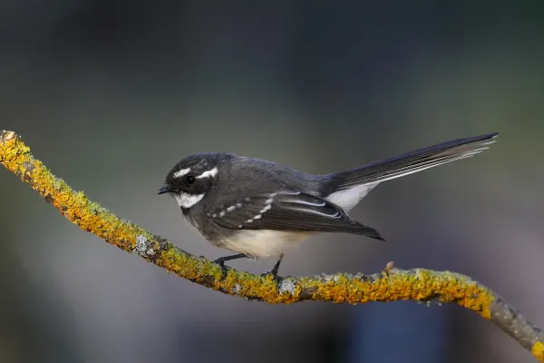 File:Grey Fantail (Rhipidura albiscapa).jpg