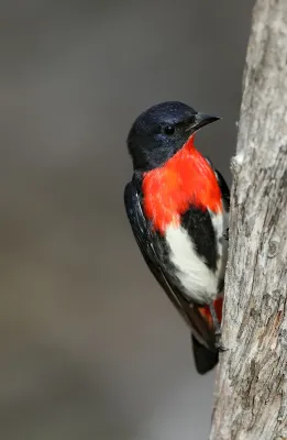 File:Mistletoebird - Dicaeum hirundinaceum.jpg