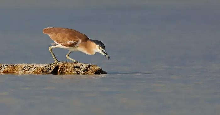 File:Nankeen Night-Heron (Nycticorax caledonicus).jpg
