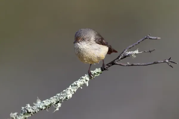 File:Buff-rumped Thornbill (Acanthiza reguloides).jpg