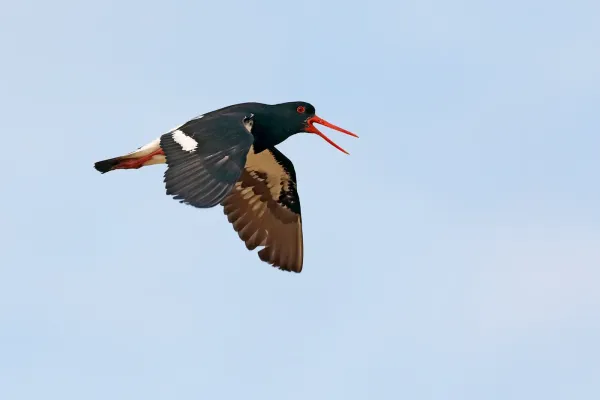 File:Pied Oystercatcher (Haematopus longirostris) - 49675473492.jpg