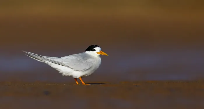 File:Fairy Tern (Sternula nereis).jpg
