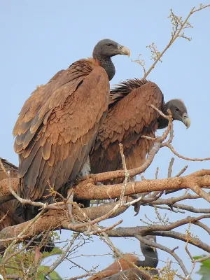 File:Pair of Indian vulture (Gyps indicus) Photograph by Shantanu Kuveskar.jpg