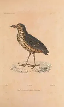 File:Grallaria squamigera voyageautourdum00dupe 0045.jpg