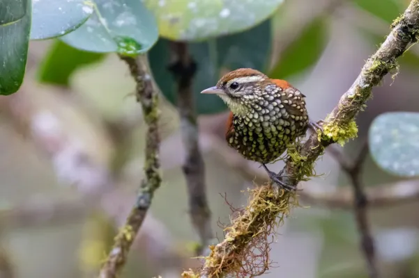 File:Margarornis squamiger 68812121.jpg
