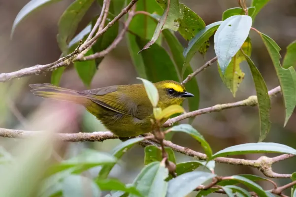 File:Myiothlypis luteoviridis 68811382.jpg