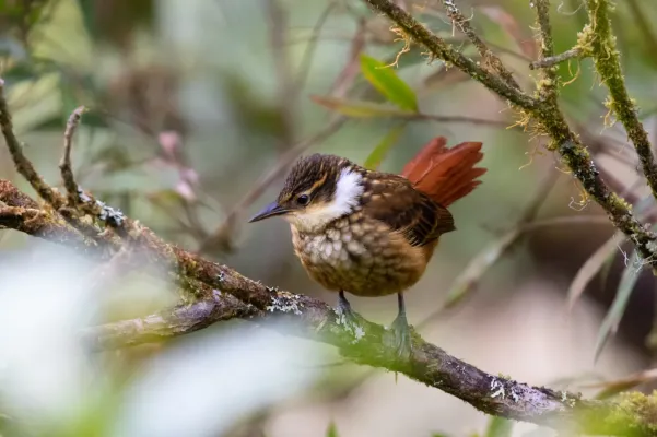 File:Pseudocolaptes boissonneautii 68808554.jpg