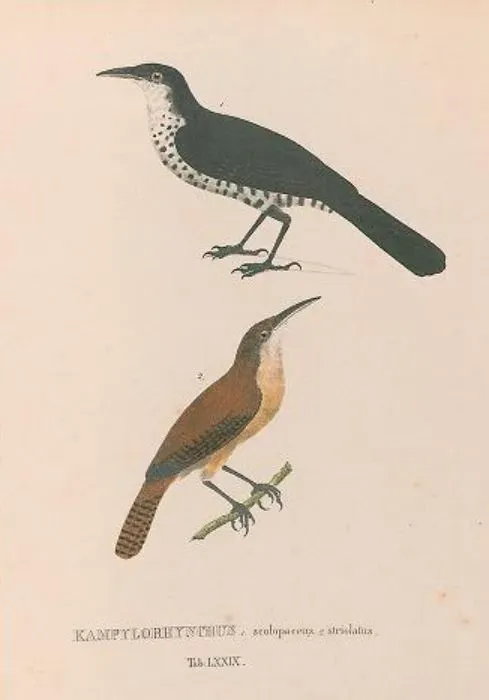 File:Campylorhynchus turdinus Cantorchilus longirostris.jpg