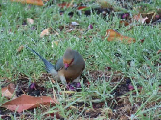 File:Urocolius indicus Red faced Mousebird IMG 2290.jpg
