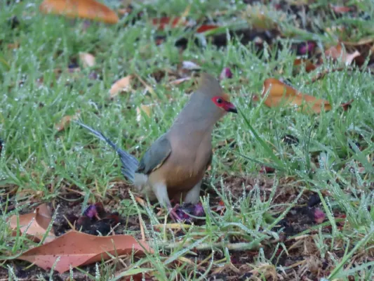 File:Urocolius indicus Red faced Mousebird IMG 2292.jpg