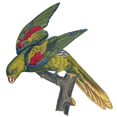 File:Aprosmictus jonquillaceus.jpg
