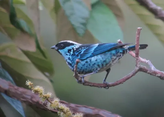 File:Tangara nigroviridis Tángara berlina Beryl-spangled Tanager (14996504381) (cropped).jpg