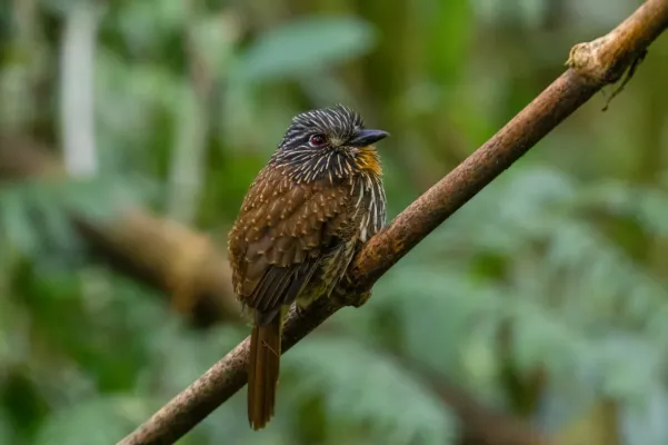 File:Malacoptila fulvogularis 71083526.jpg