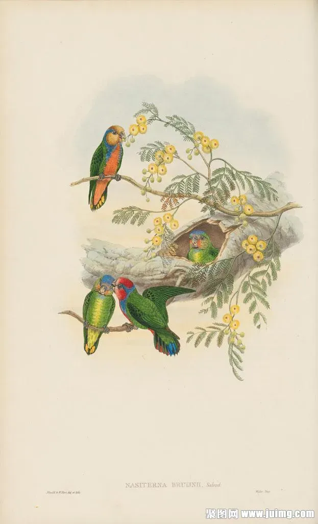 File:Micropsitta bruijnii.jpg